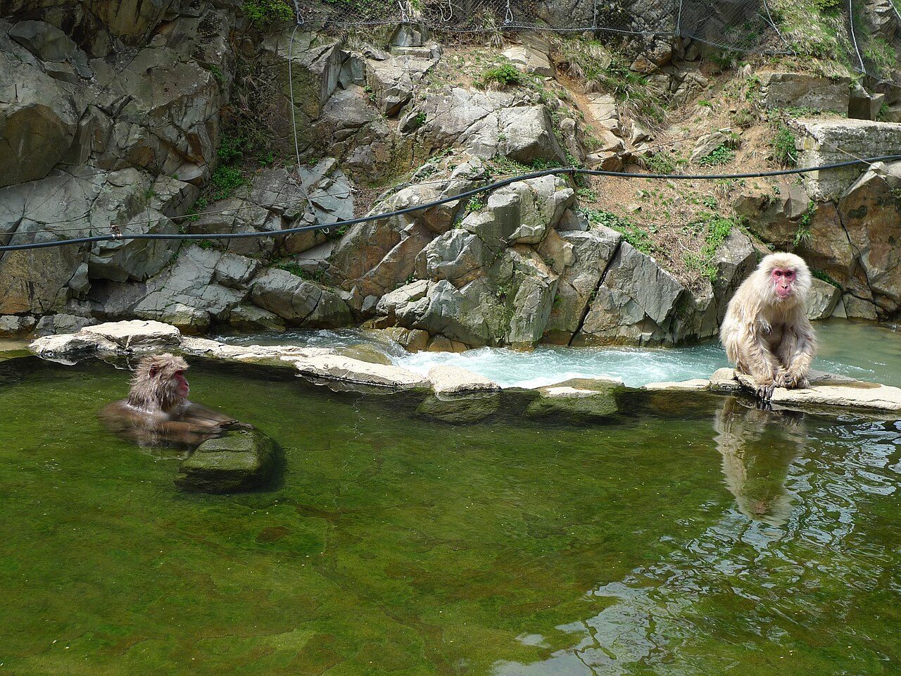 Jigokudani Monkey Park