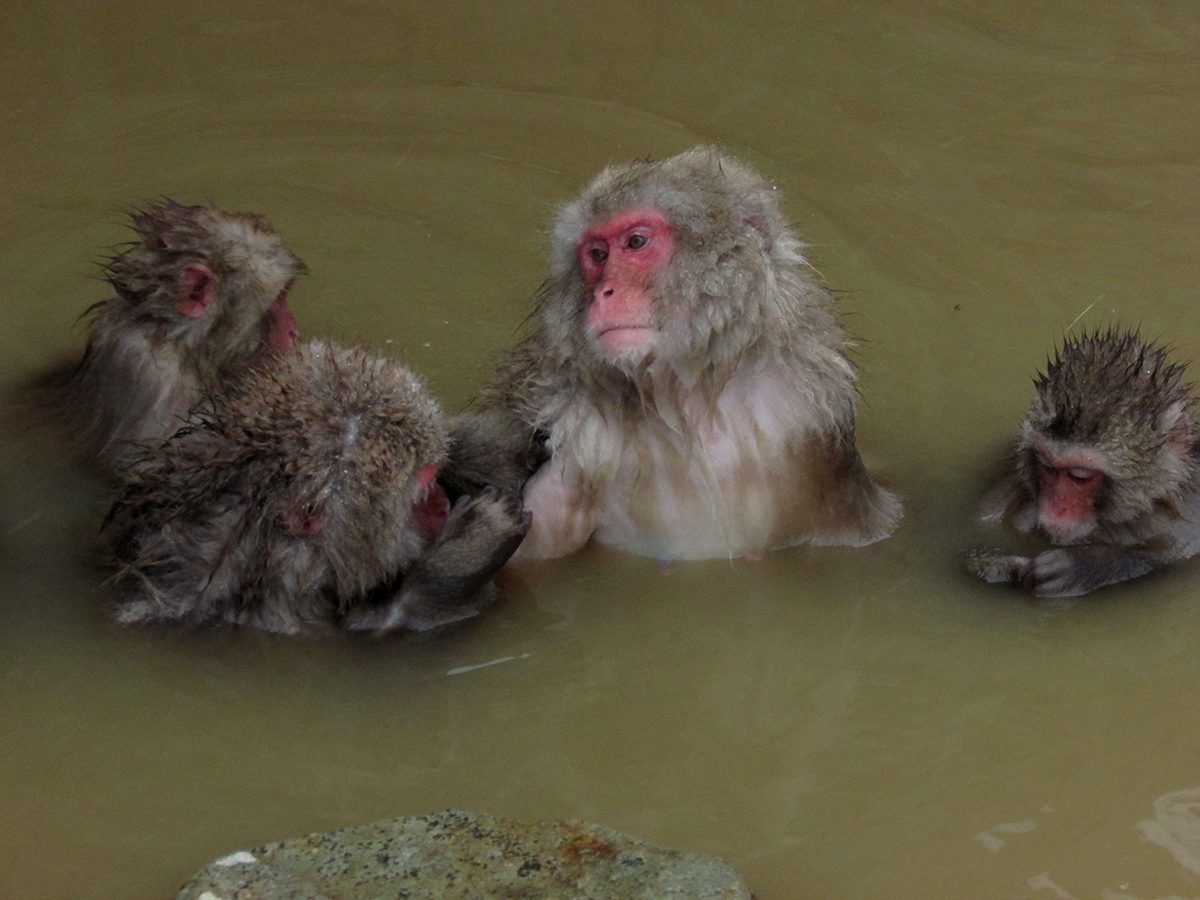 Jigokudani Monkey Park