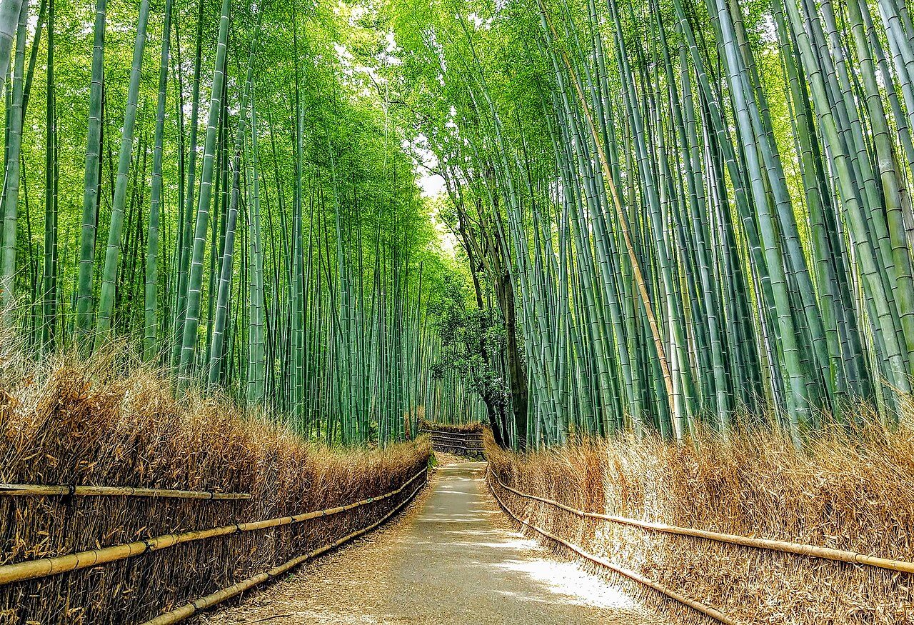 Arashiyama Bamboo Grove