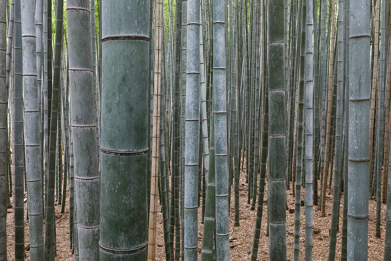 Arashiyama Bamboo Grove