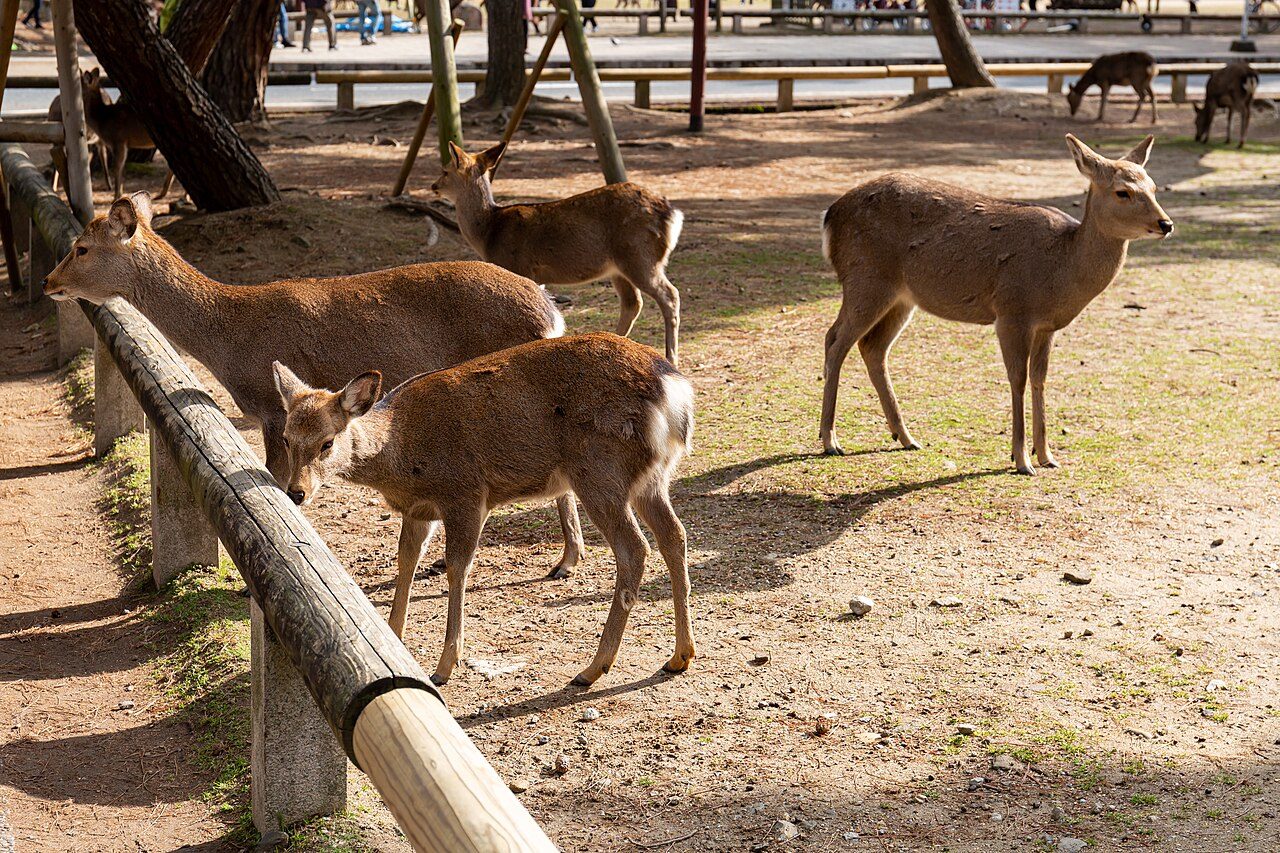 Nara Park