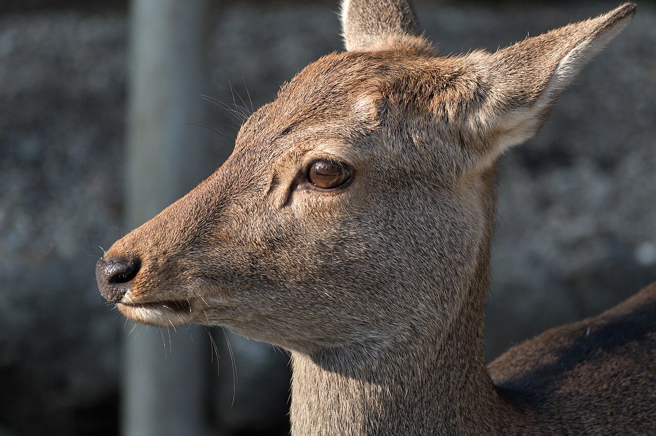 Nara Park