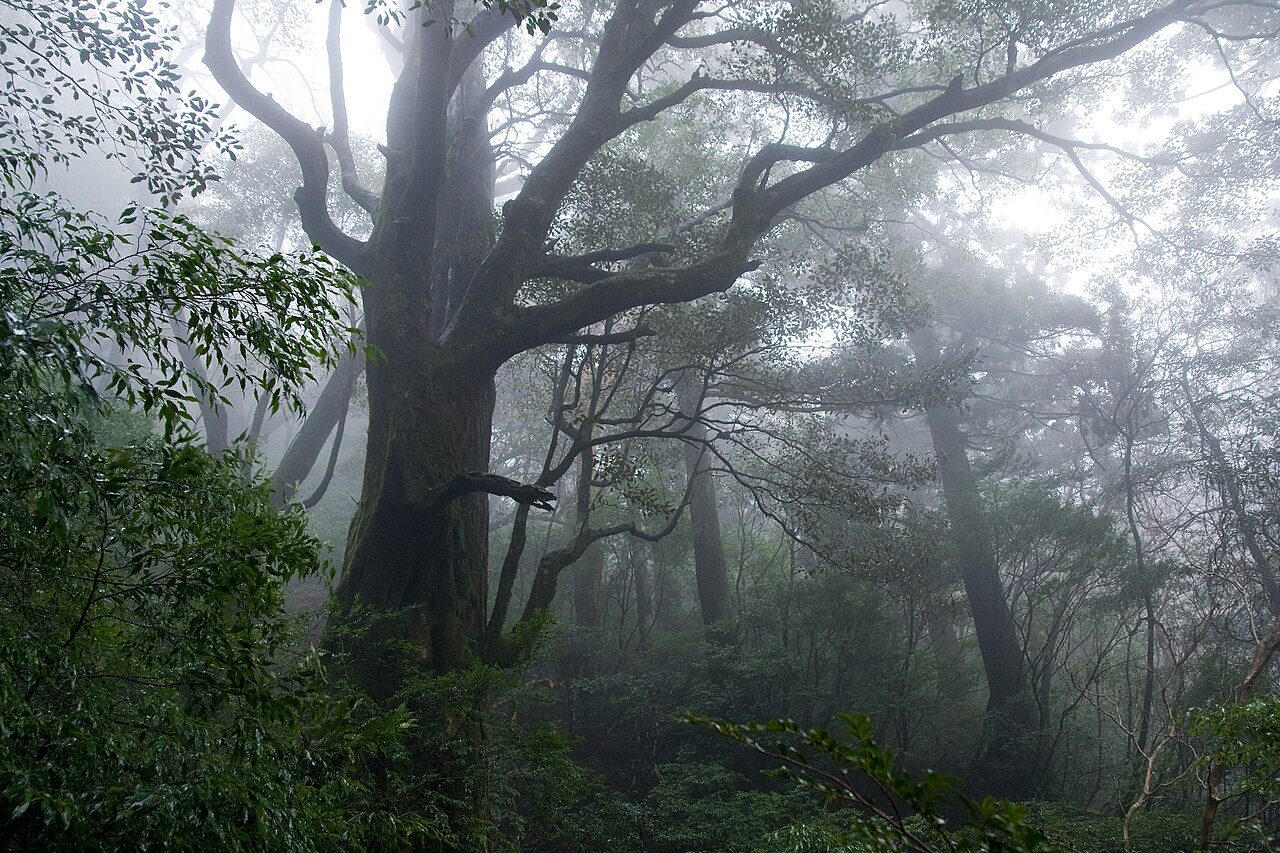 Yakushima