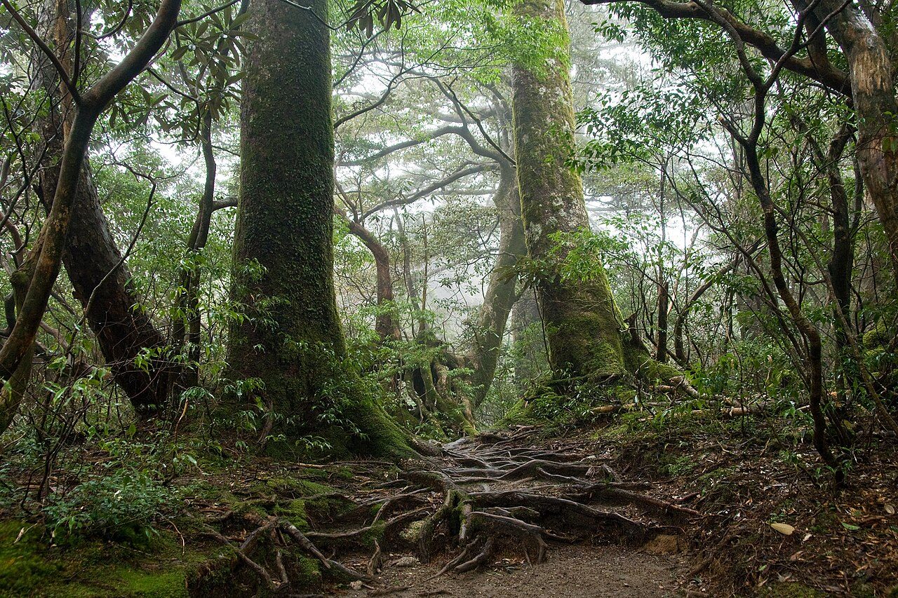 Yakushima