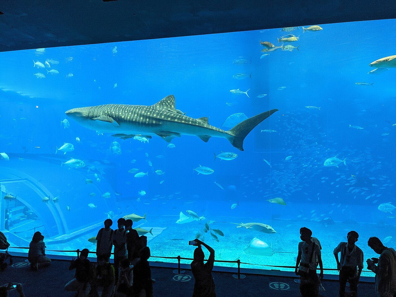 Okinawa Churaumi Aquarium