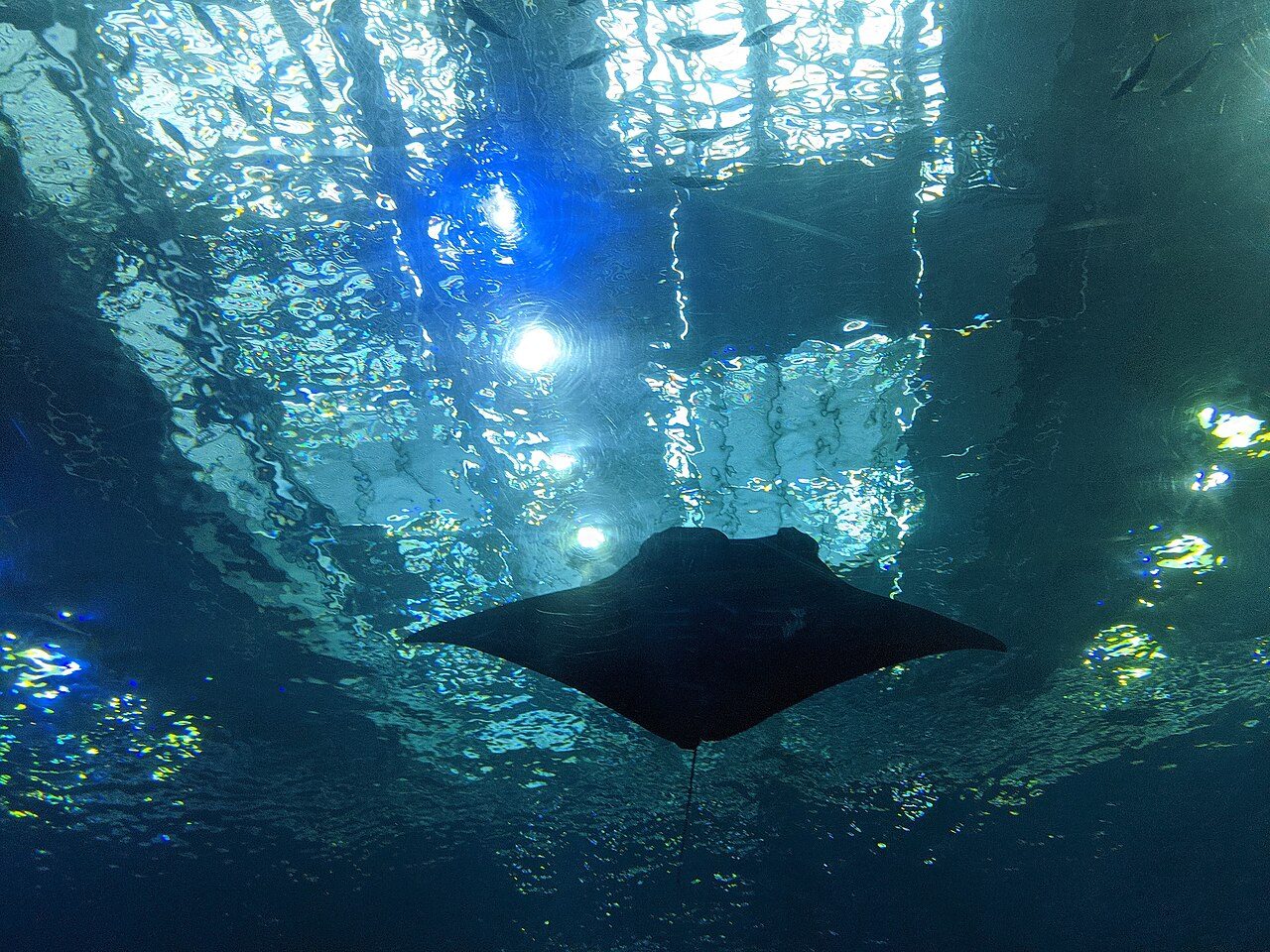 Okinawa Churaumi Aquarium