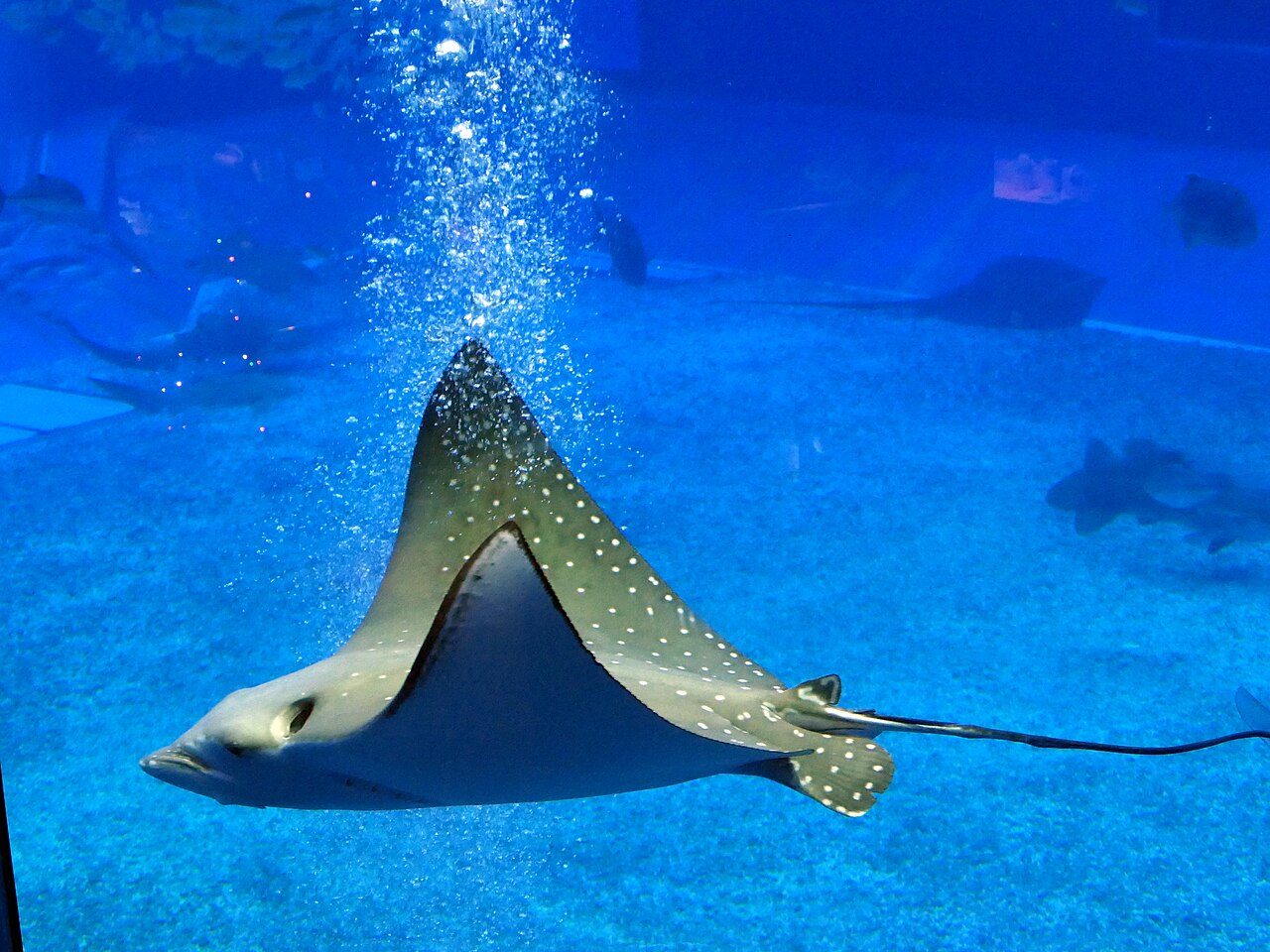 Okinawa Churaumi Aquarium