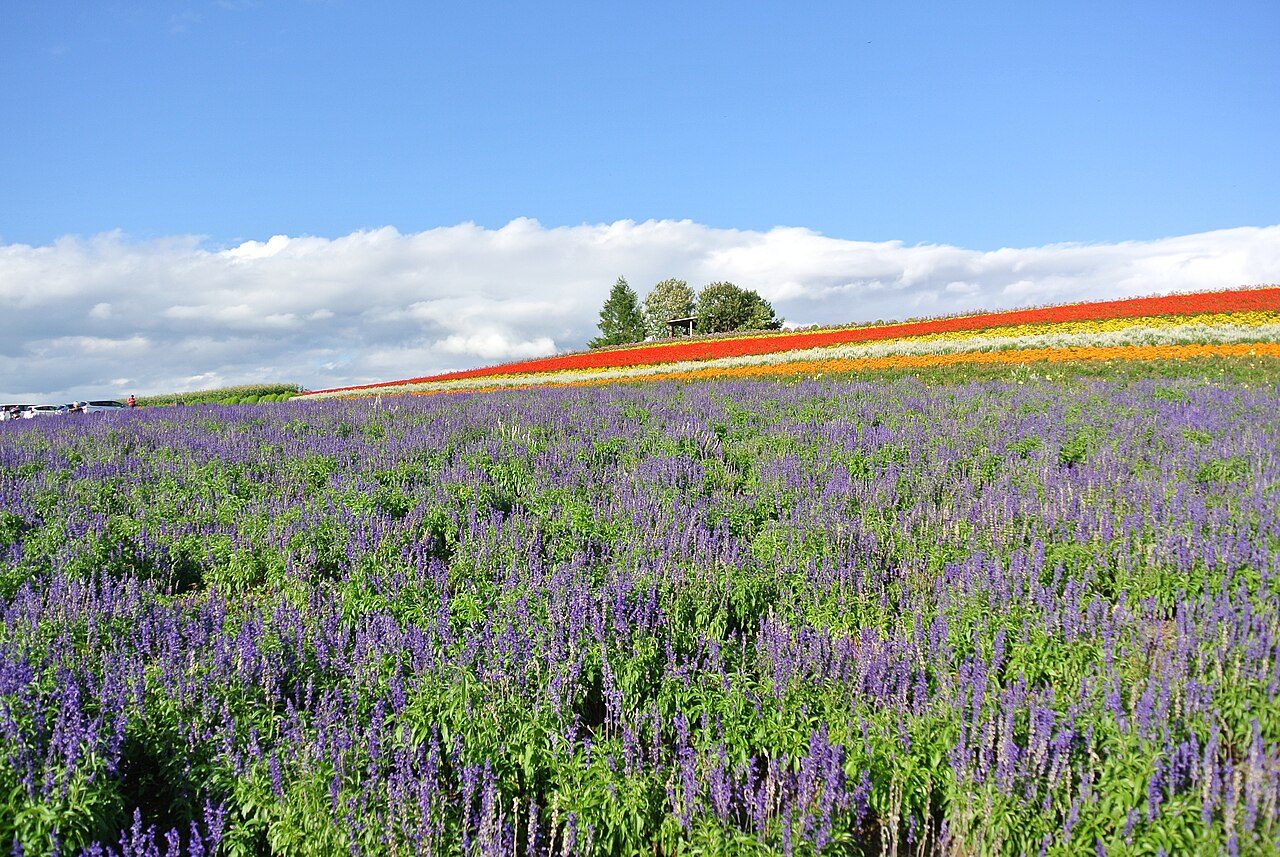 Farm Tomita