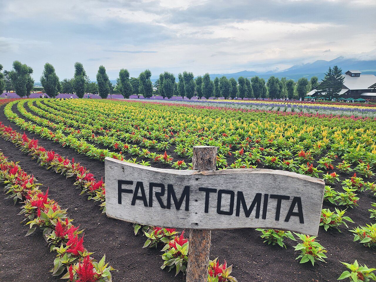 Farm Tomita