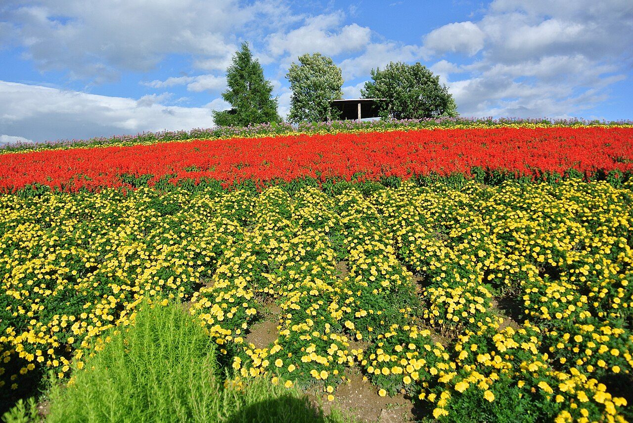Farm Tomita