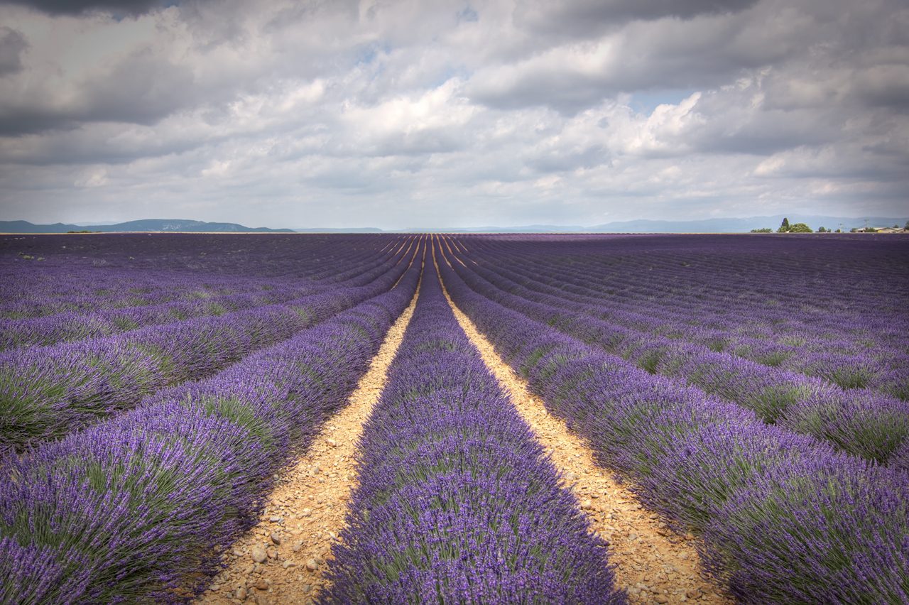 Valensole Lavender Fields