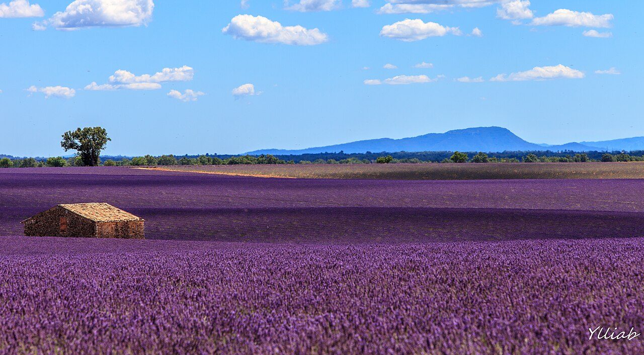 Valensole Lavender Fields