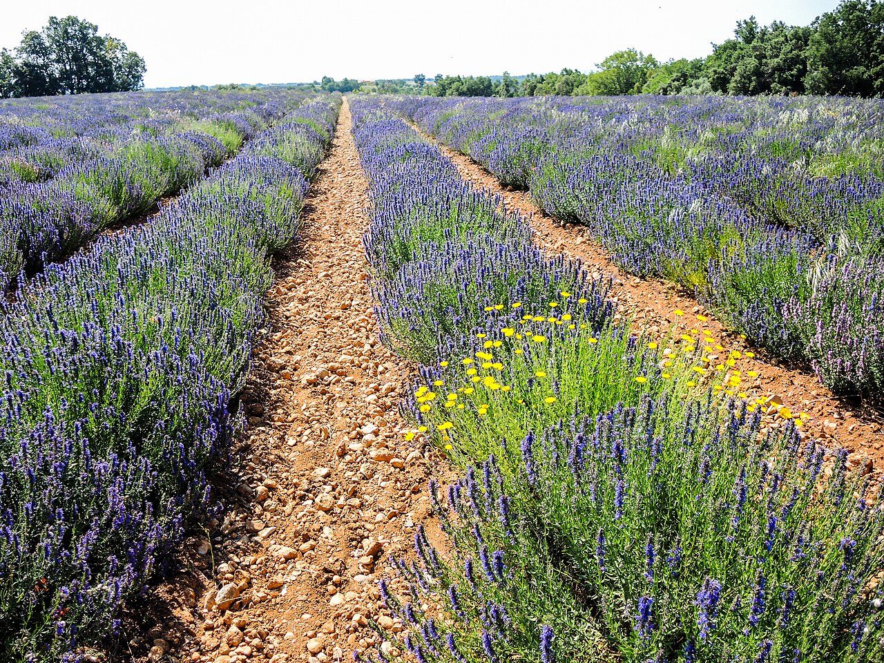 Valensole Lavender Fields