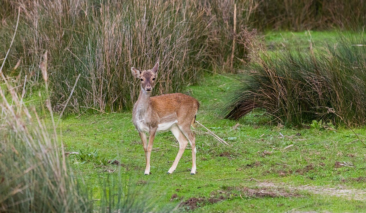 Doñana National Park