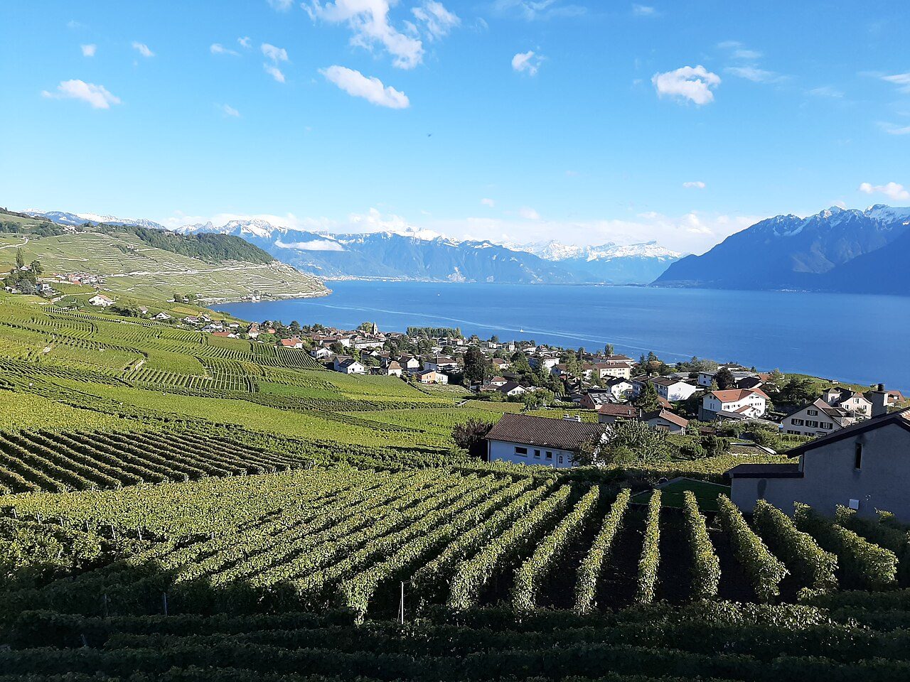 Lavaux Vineyards