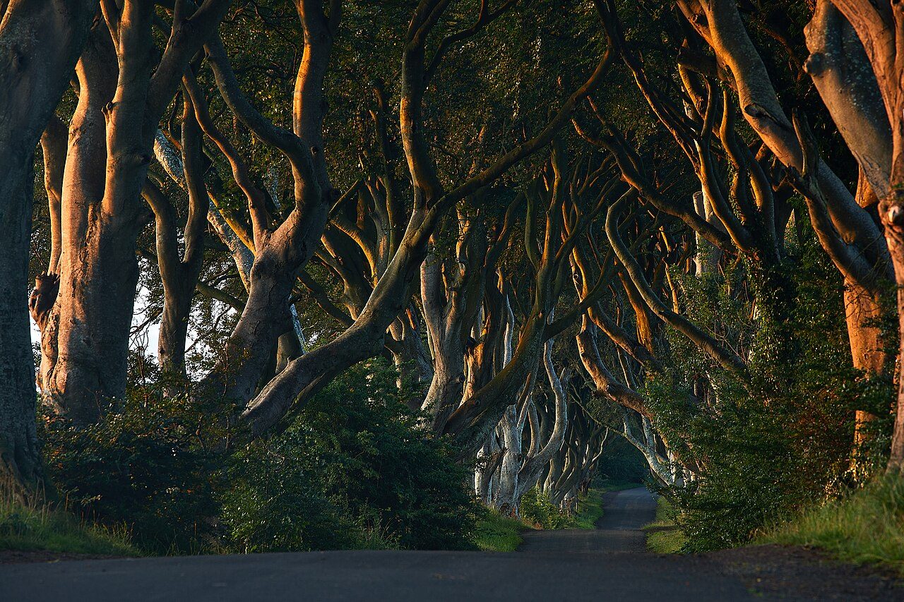 Dark Hedges