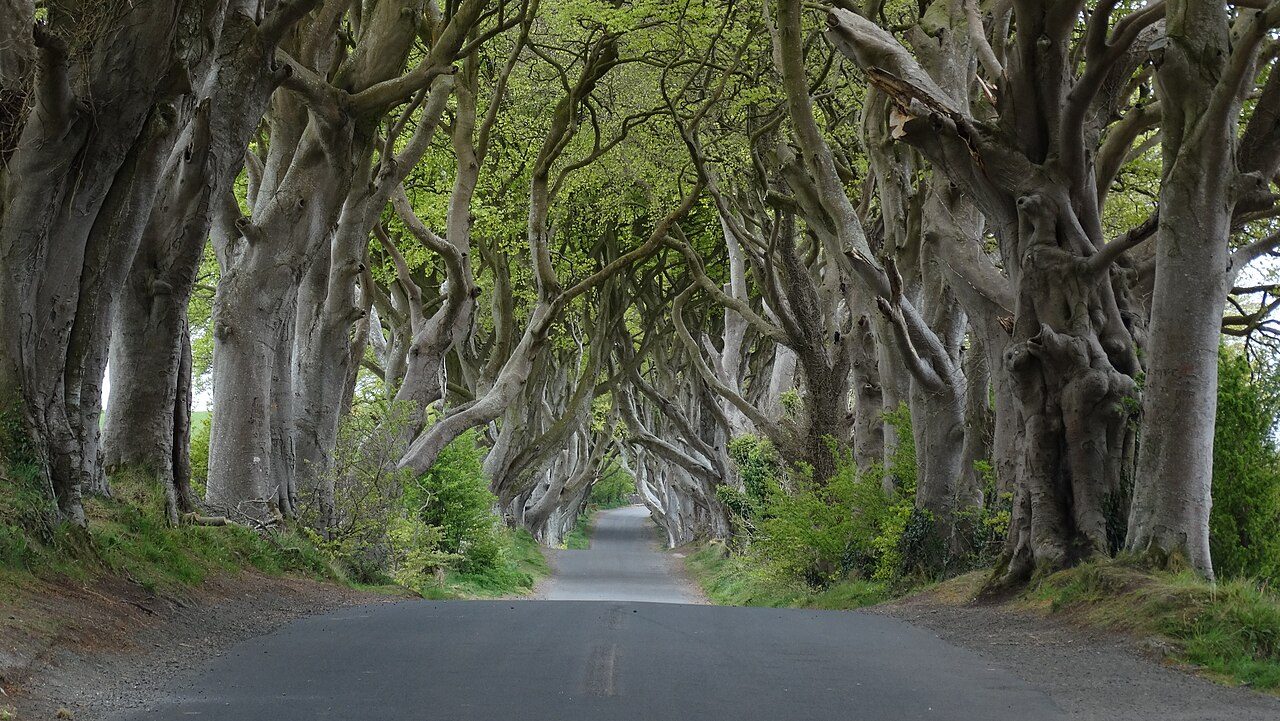 Dark Hedges