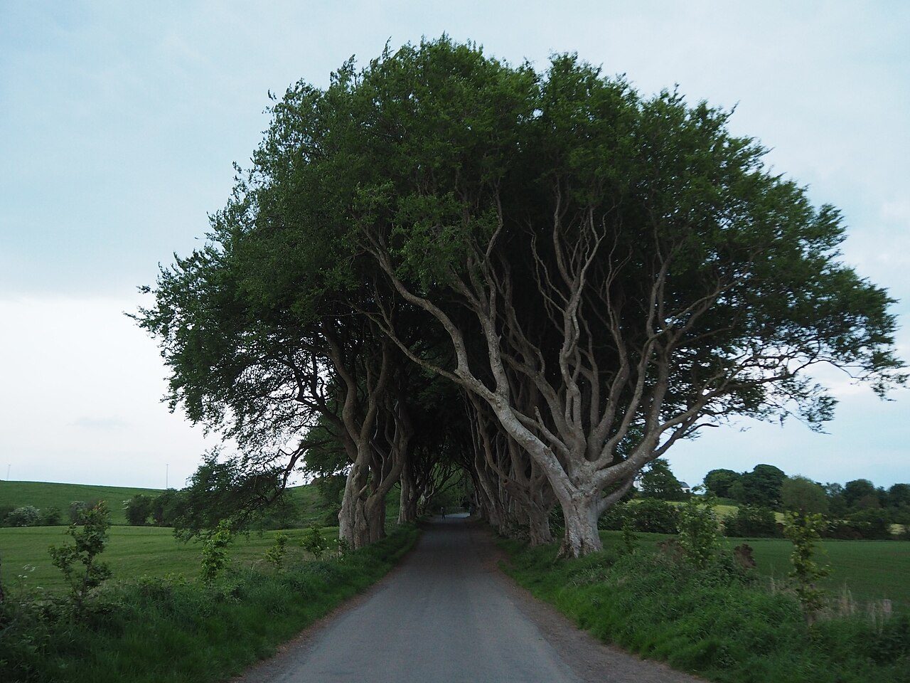 Dark Hedges