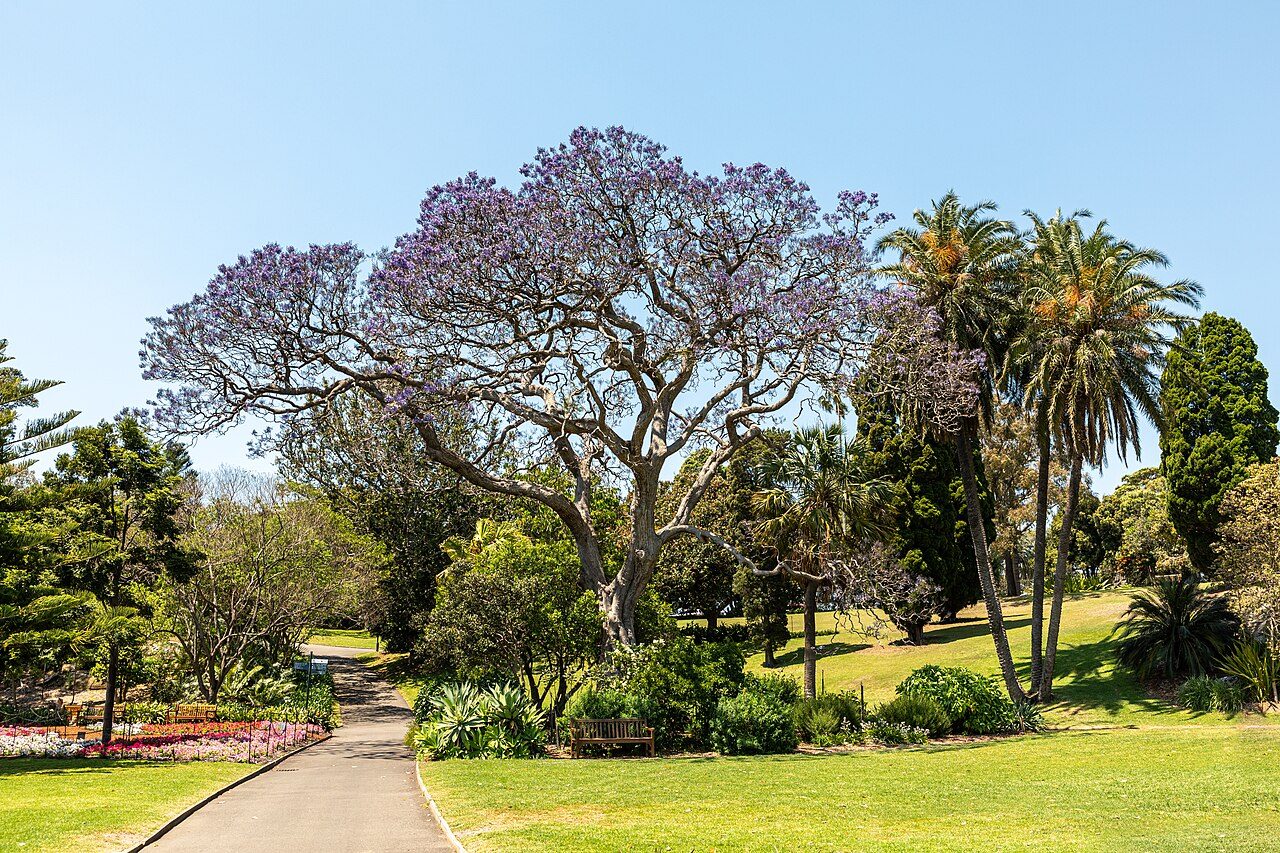 Royal Botanic Garden Sydney