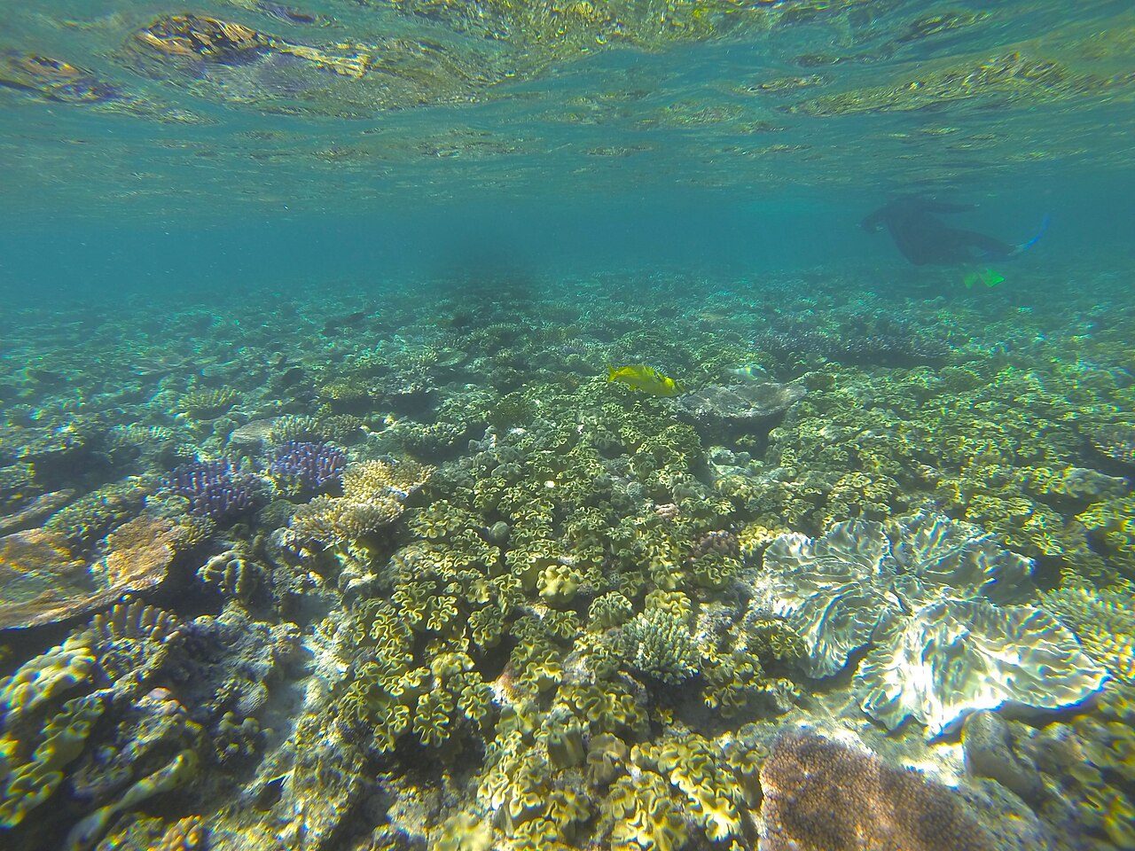 Great Barrier Reef