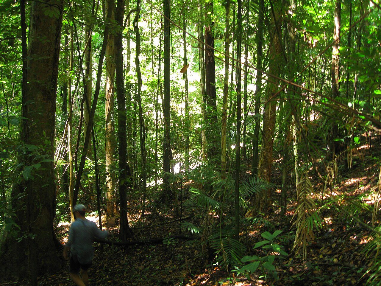 Daintree Rainforest