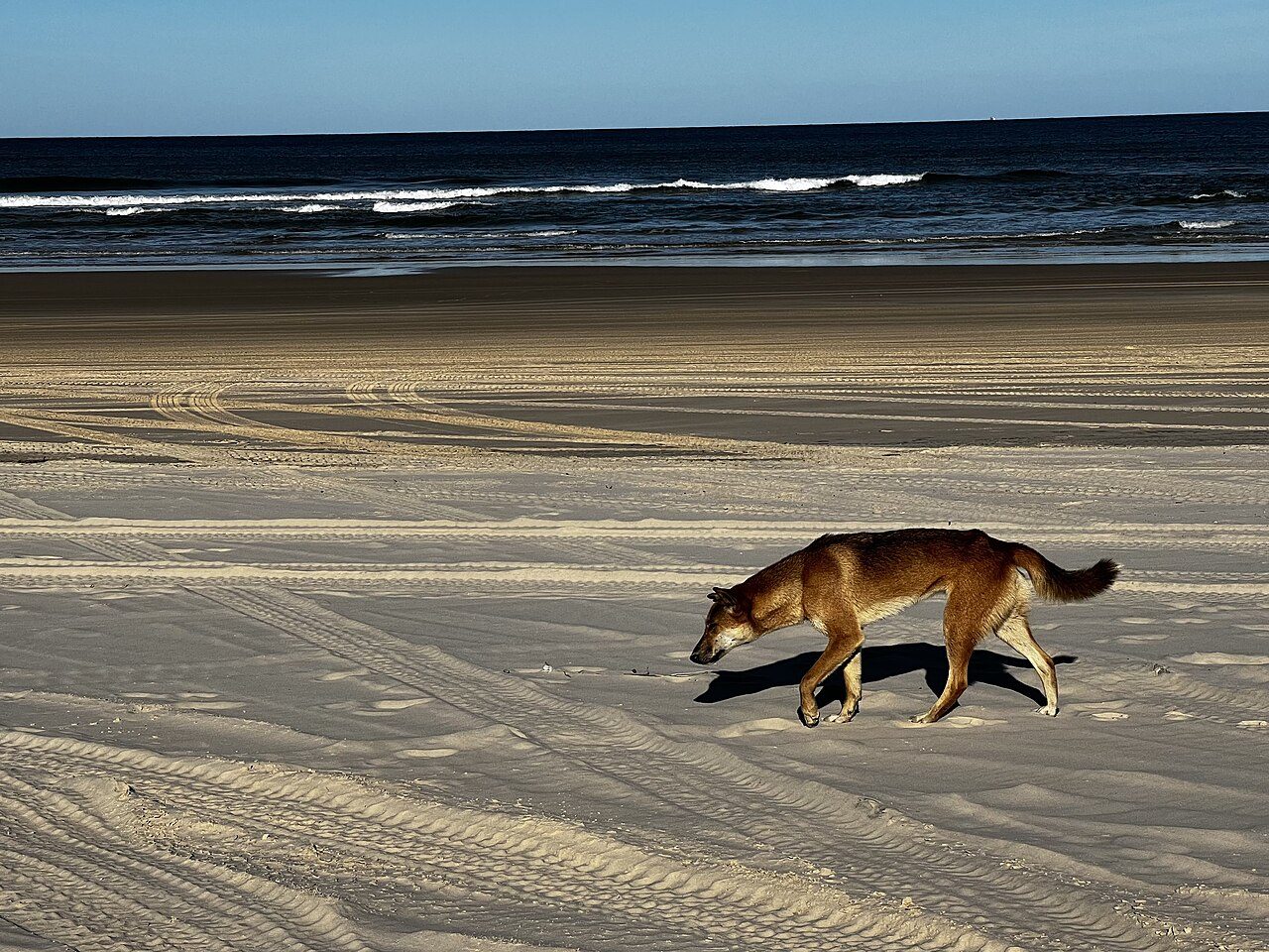 Fraser Island