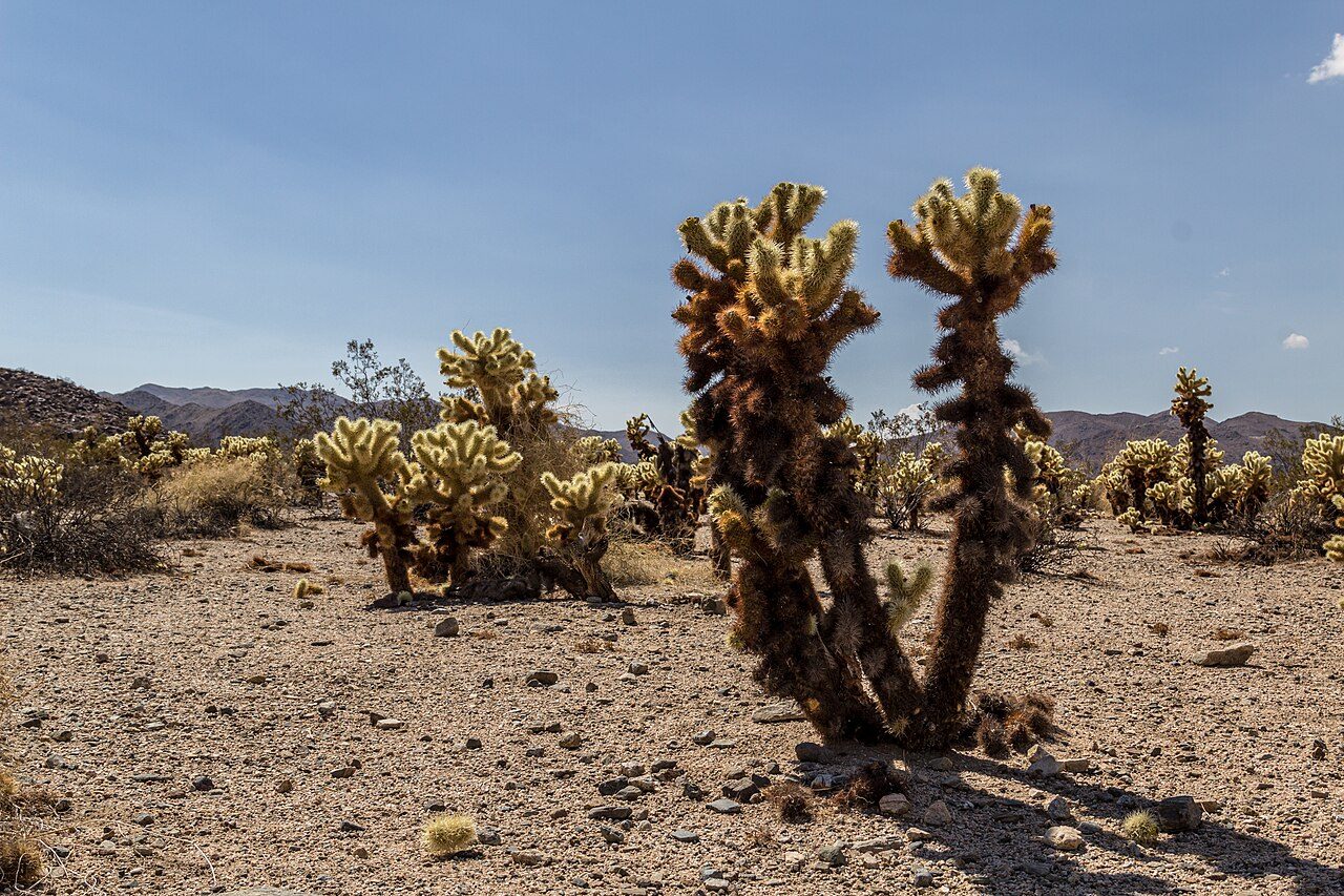 Joshua Tree National Park