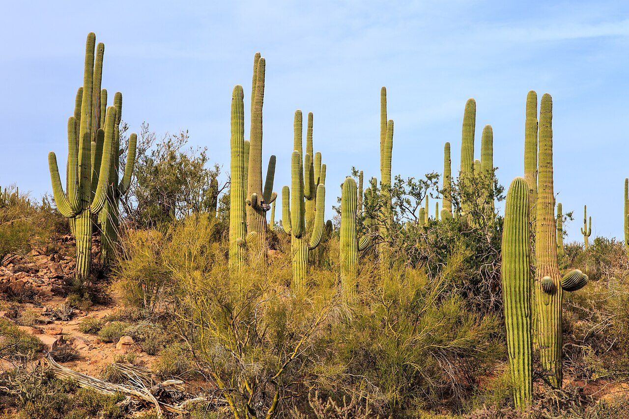 Saguaro National Park