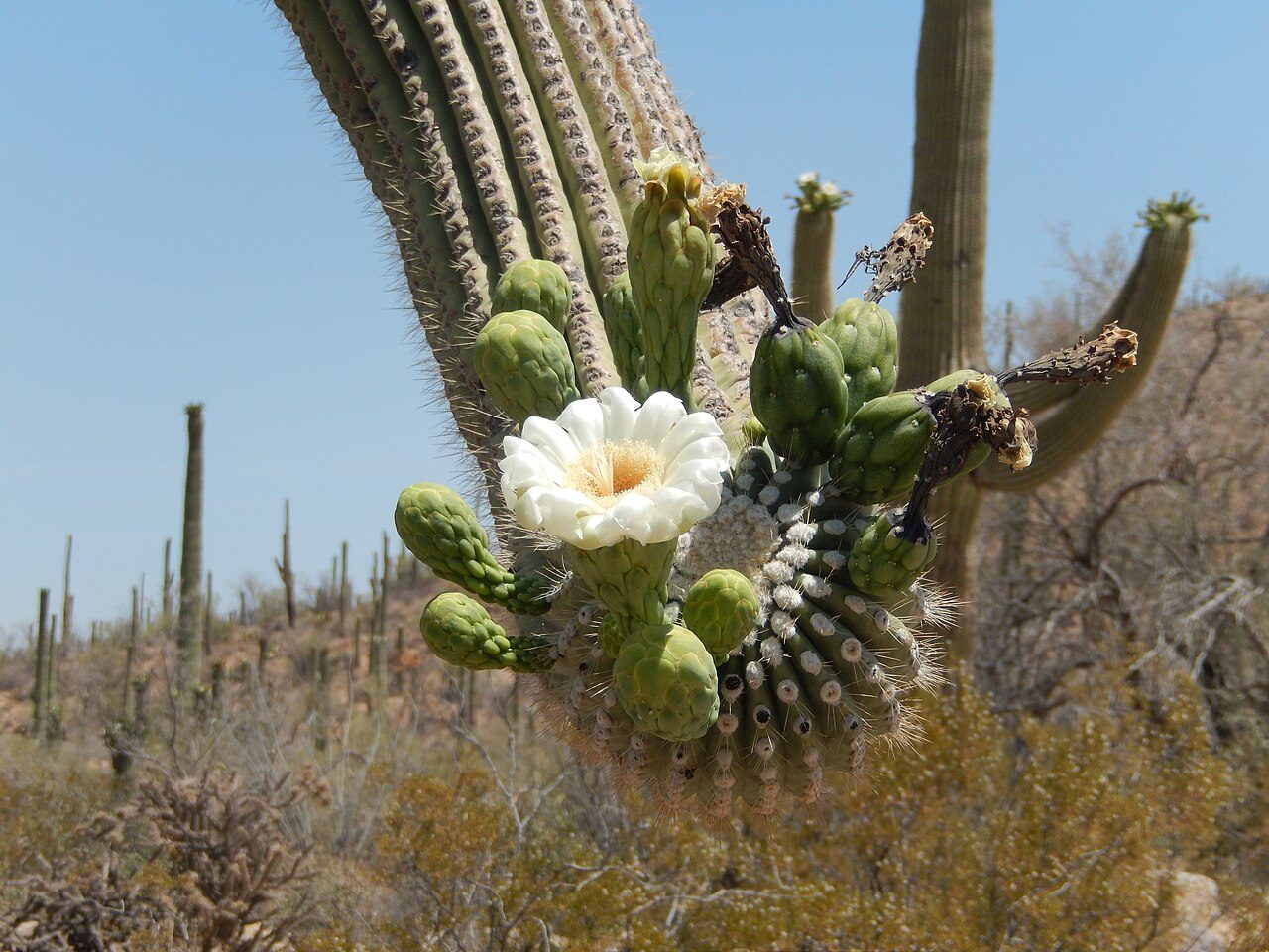 Saguaro National Park