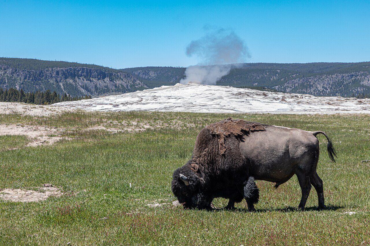 Old Faithful