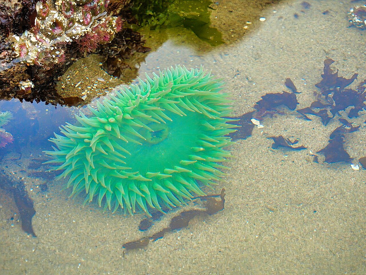 Cannon Beach