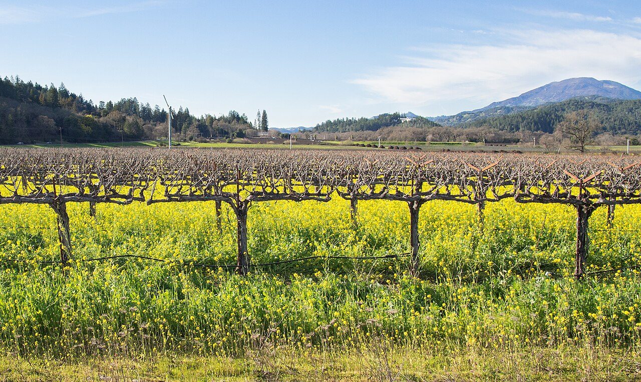 Napa Valley