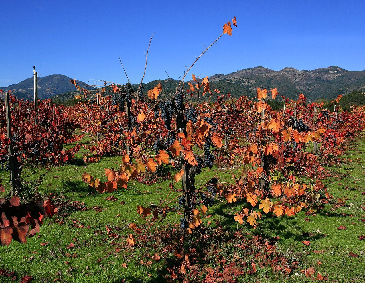 Napa Valley