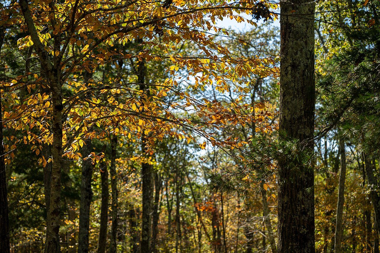 Shenandoah National Park