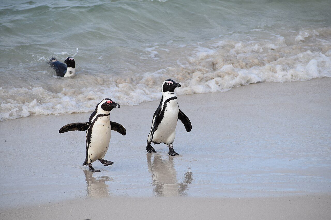 Boulders Beach