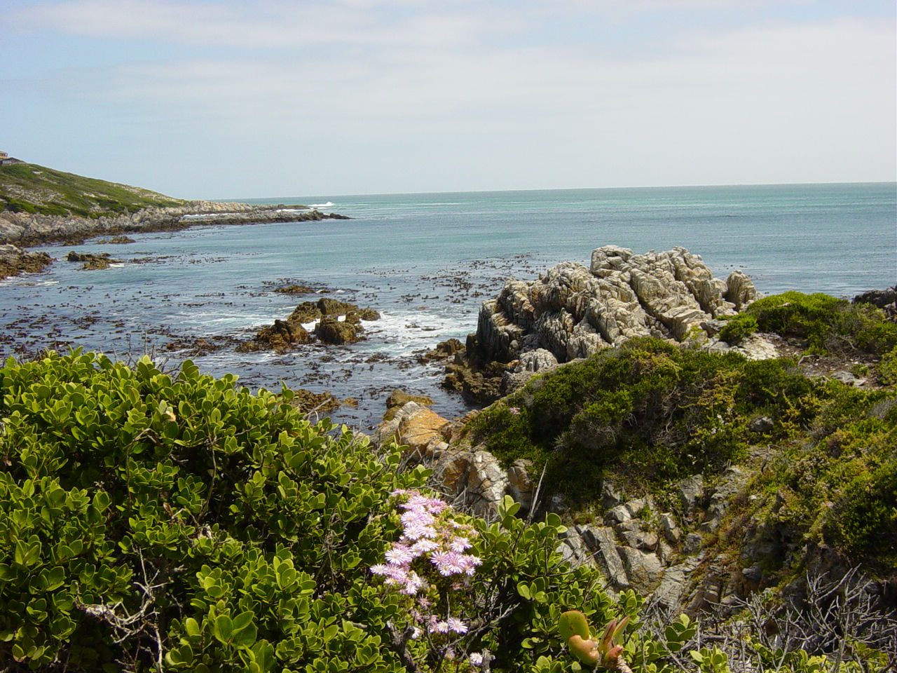Hermanus