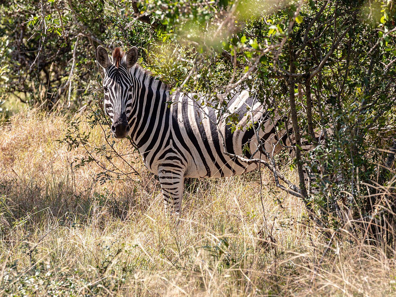 Kruger National Park