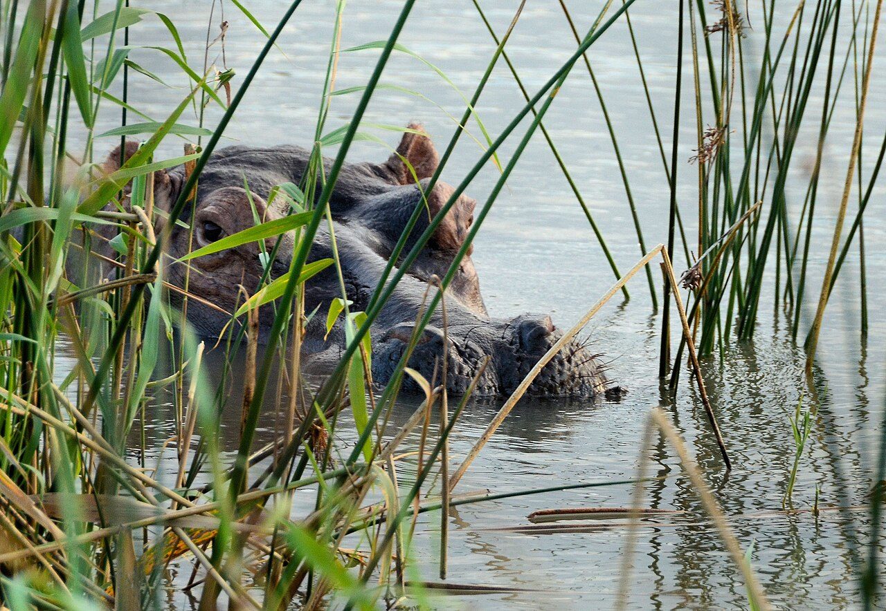 iSimangaliso Wetland Park