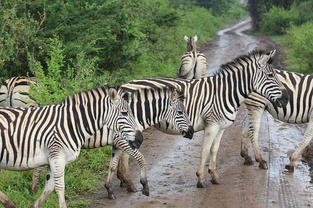 Hluhluwe-iMfolozi Park