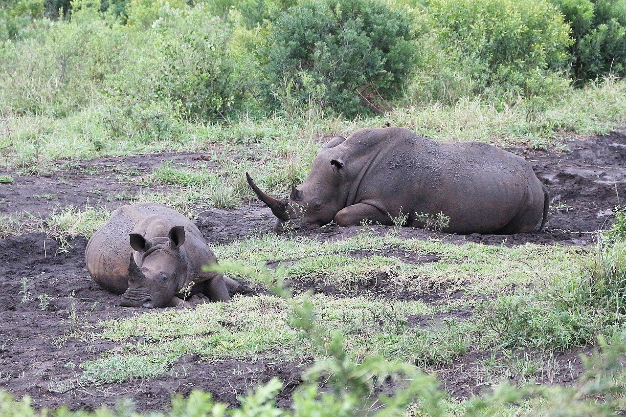 Hluhluwe-iMfolozi Park