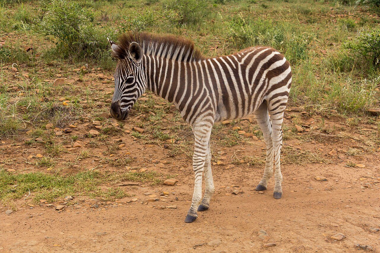Pilanesberg National Park