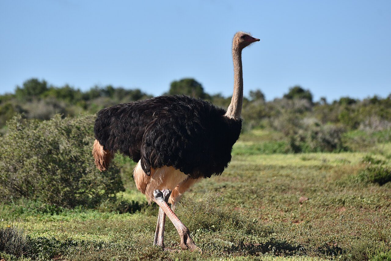 Addo Elephant National Park