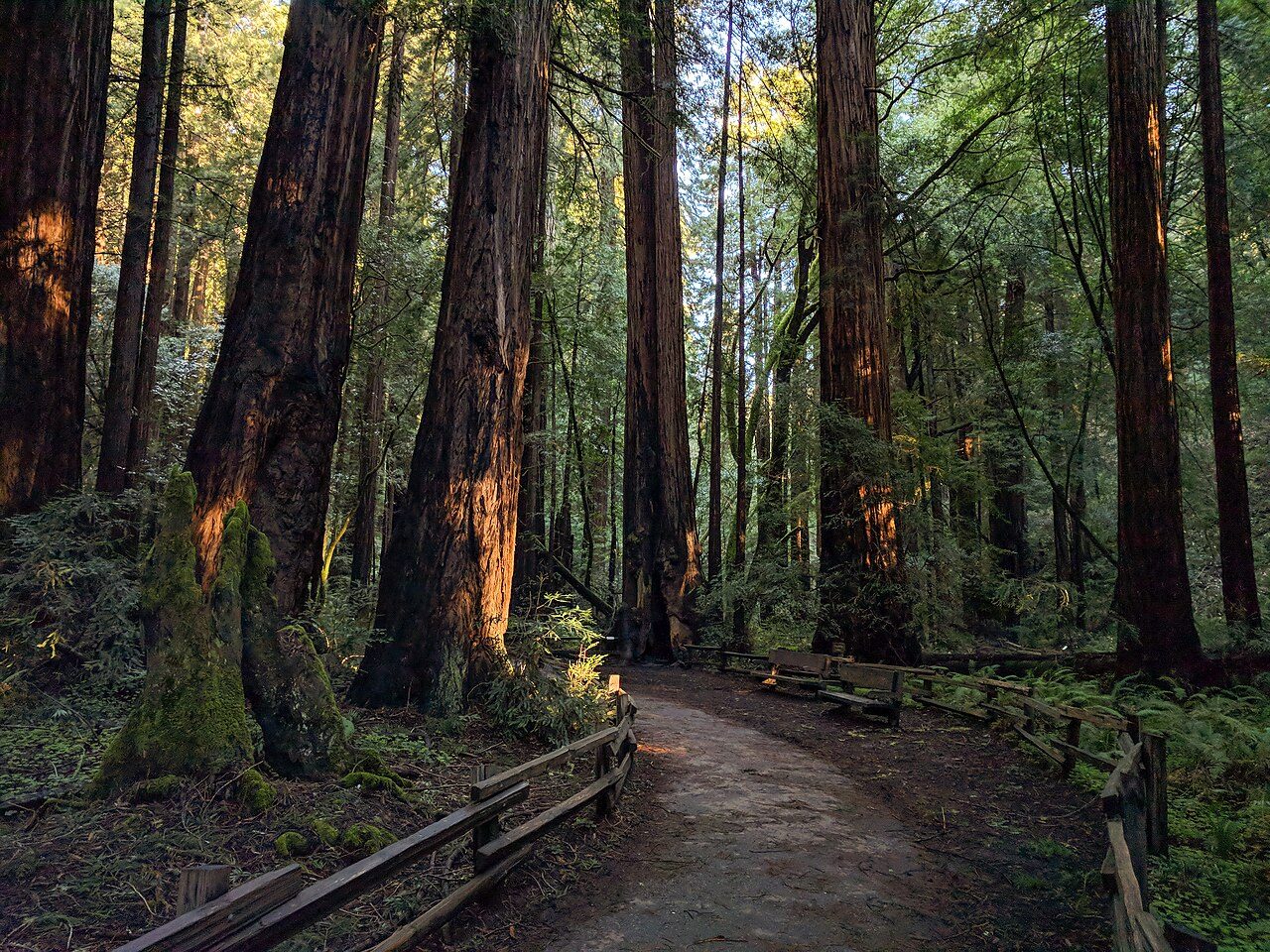 Muir Woods