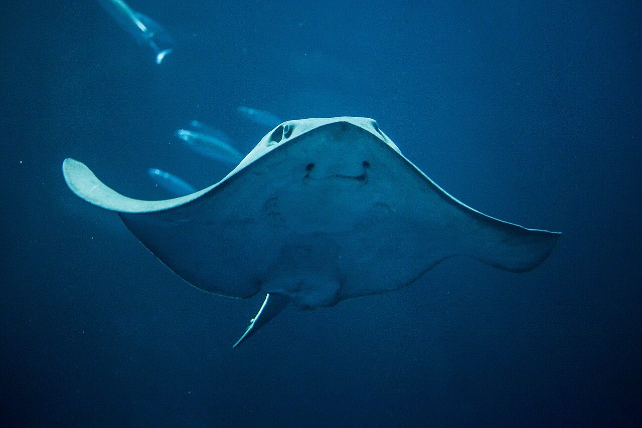 Monterey Bay Aquarium