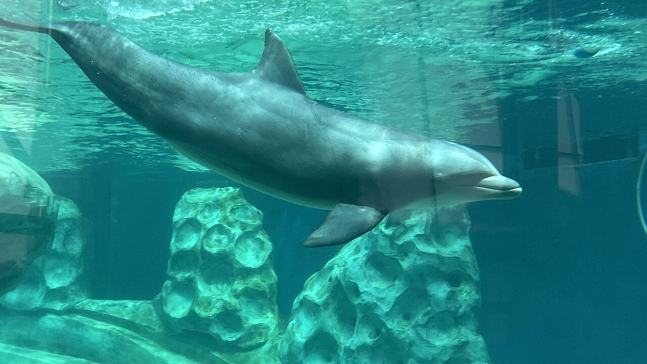 Georgia Aquarium