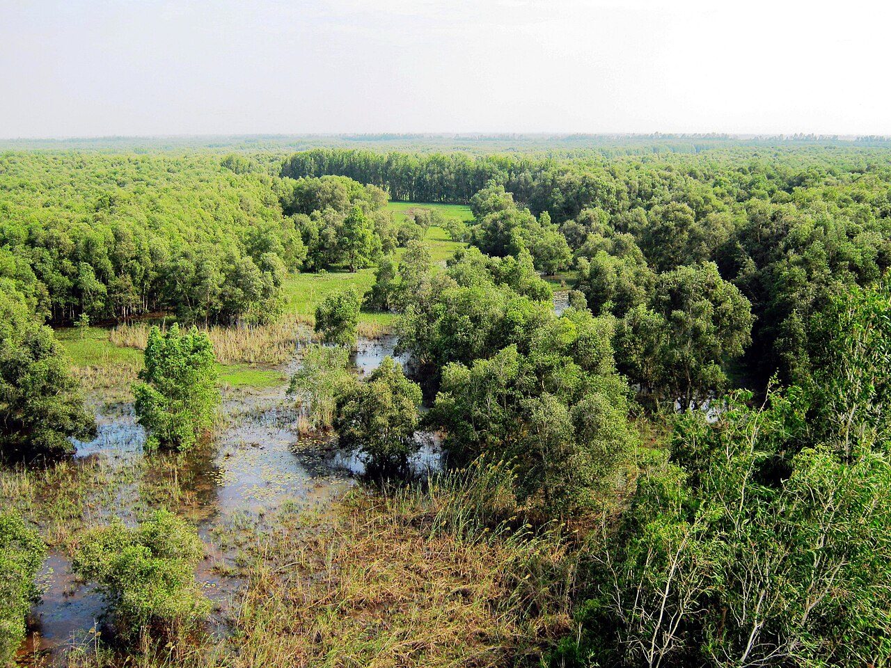 Tra Su Cajuput Forest