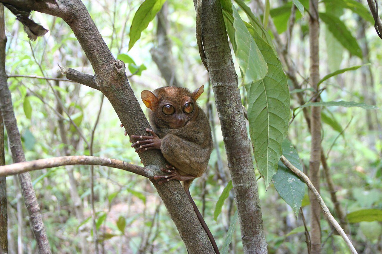 Philippine Tarsier Sanctuary