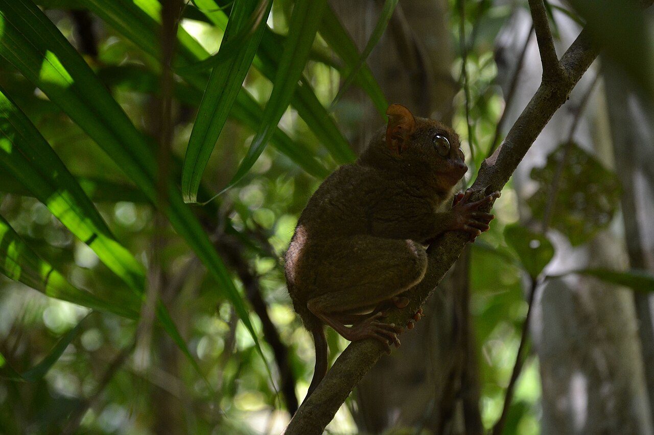 Philippine Tarsier Sanctuary