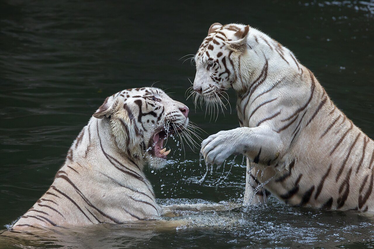 Singapore Zoo