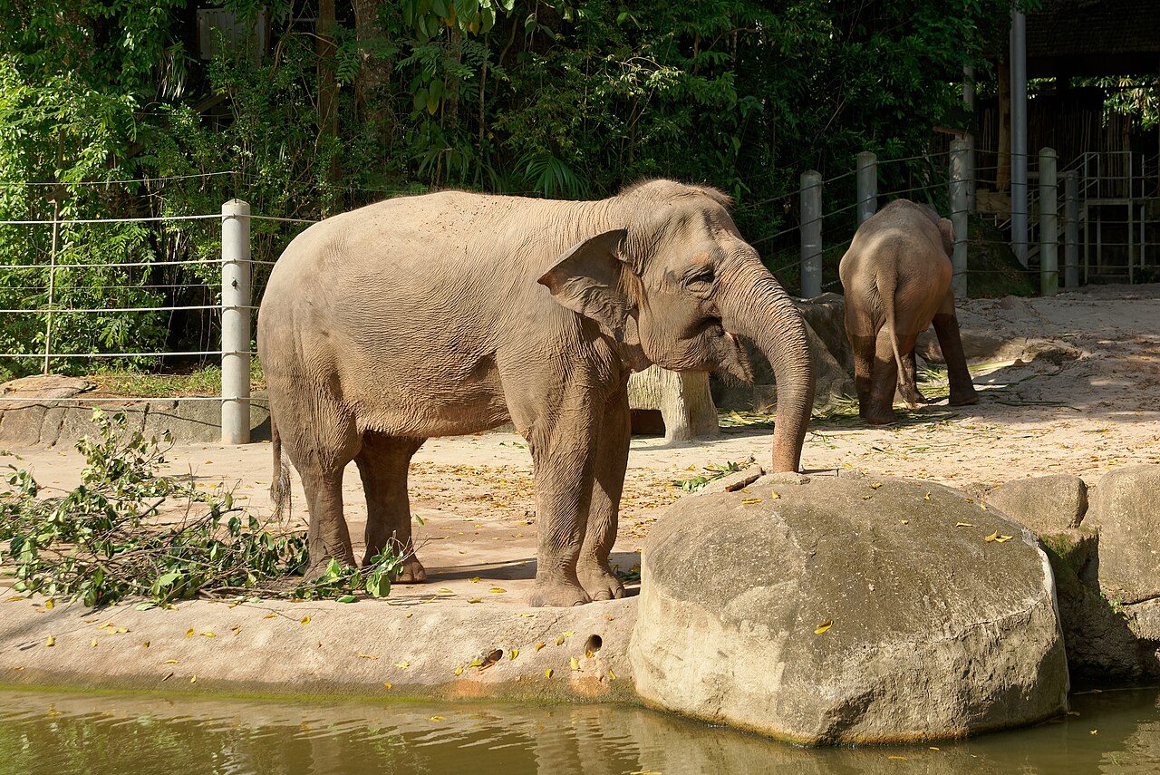 Singapore Zoo
